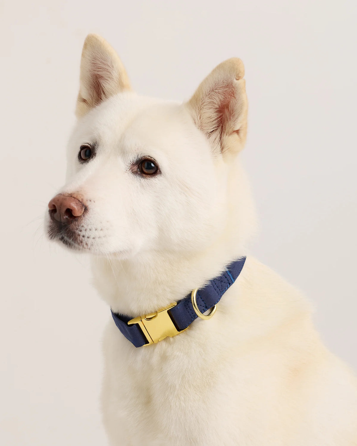 100% Cotton-Wrapped Nylon Dog Collar - XS / Navy Main image