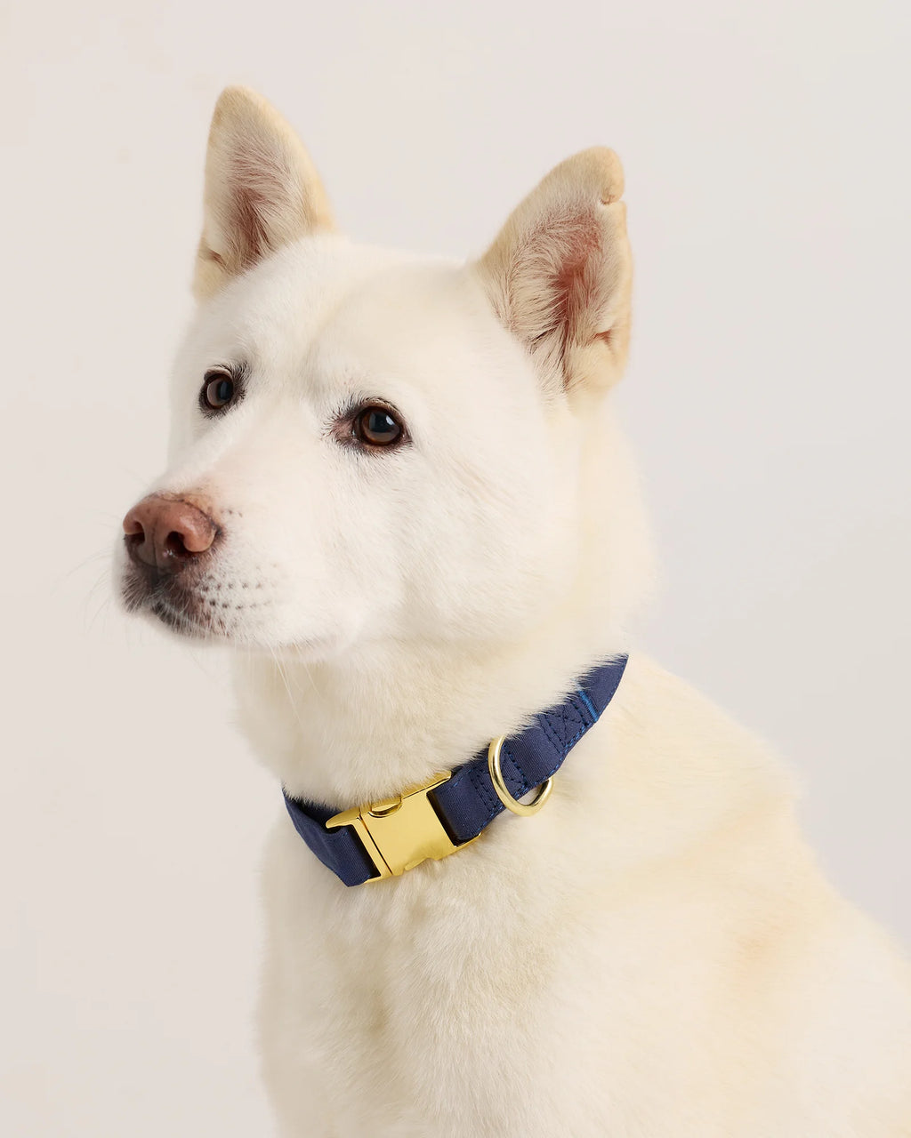 100% Cotton-Wrapped Nylon Dog Collar - XS / Navy