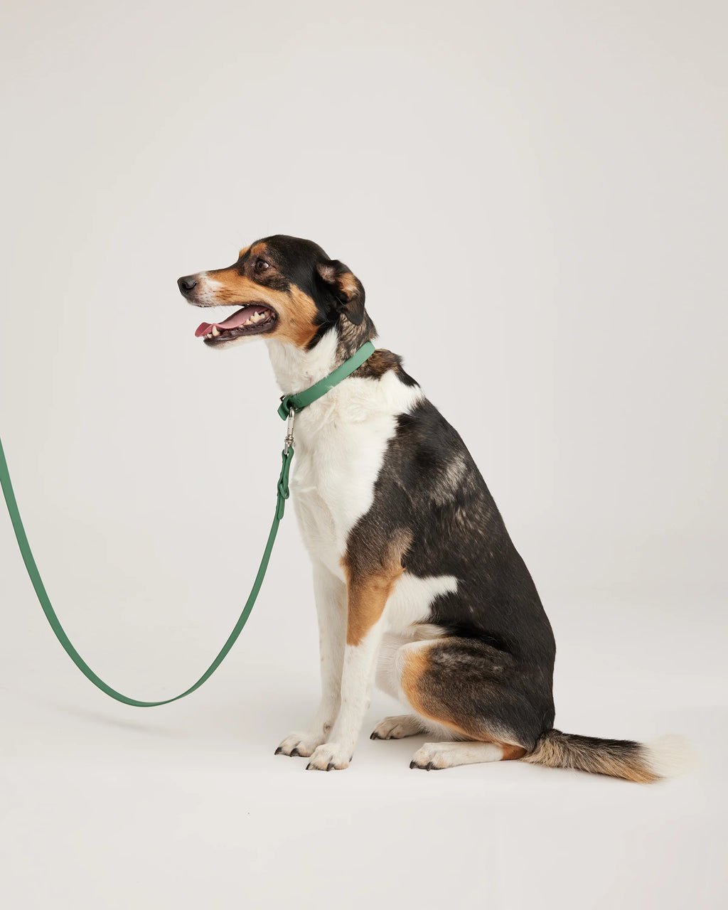 Flex-Poly Dog Leash - Standard / Black