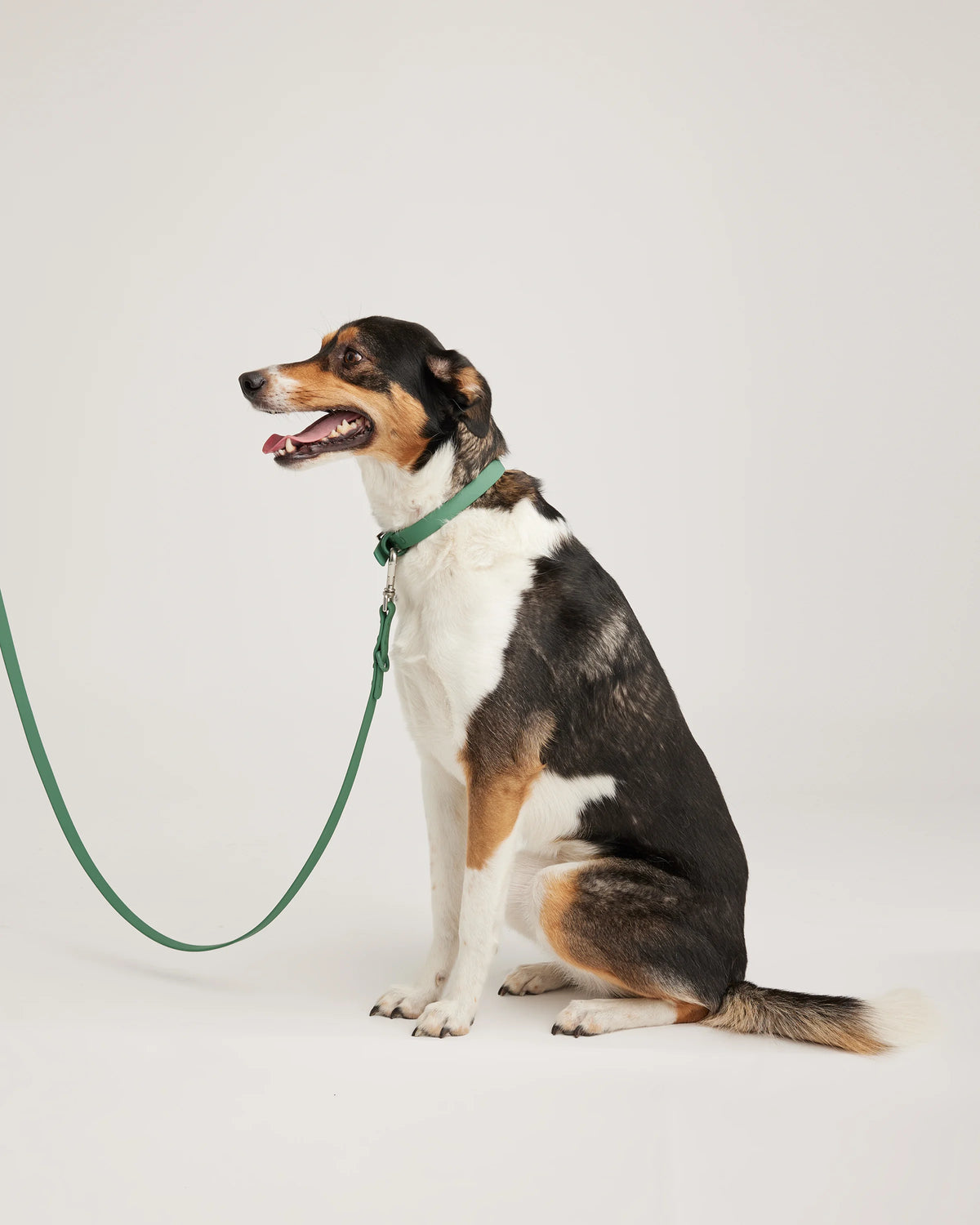Flex-Poly Dog Leash - Standard / Black