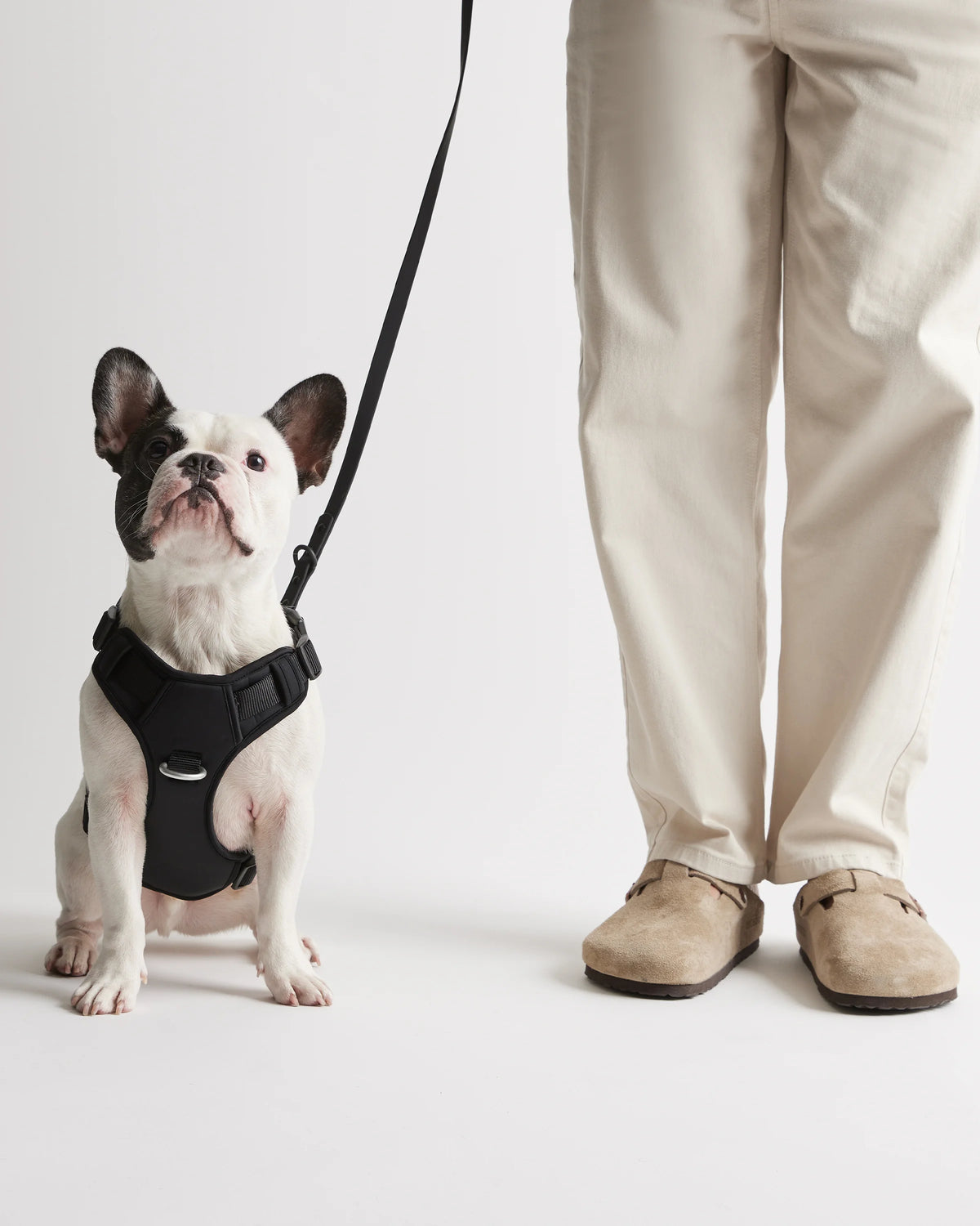 Dog Harness Walk Kit - XS / Black Main image
