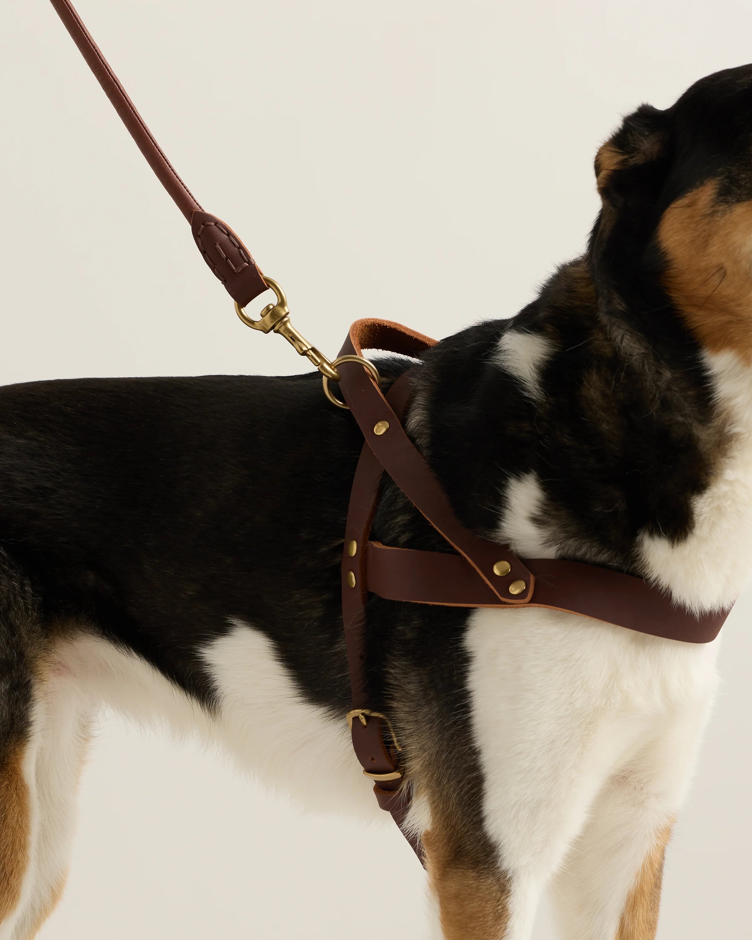 Italian Leather Dog Harness Walk Kit - XS / Brown Secondary image