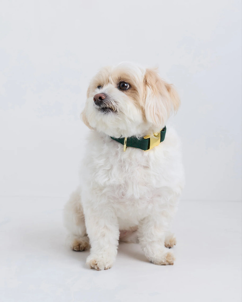 100% Cotton-Wrapped Nylon Dog Collar - XS / Navy