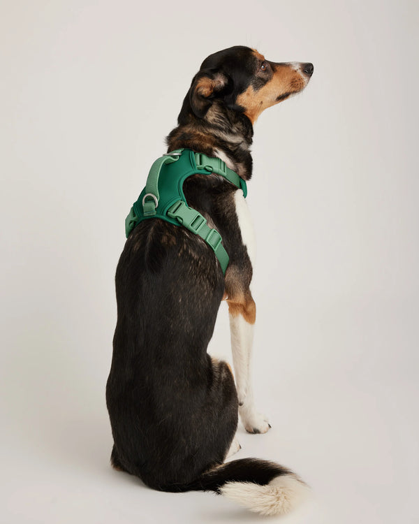 Neoprene Double Panel Dog Harness - XS / Black