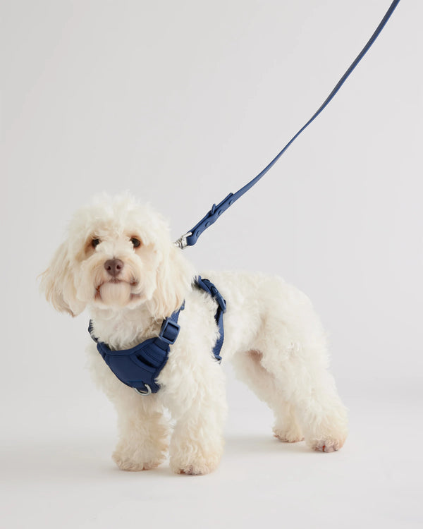 Dog Harness Walk Kit - XS / Black