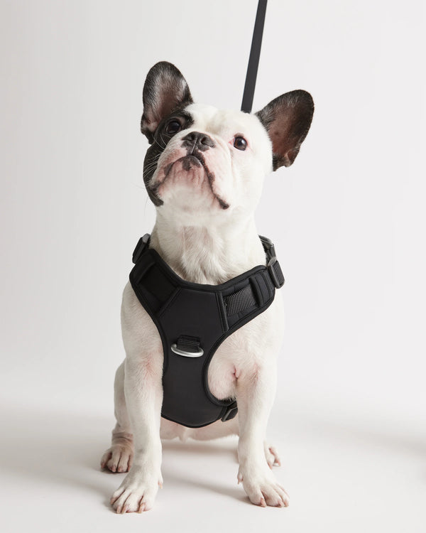 Neoprene Double Panel Dog Harness - XS / Black