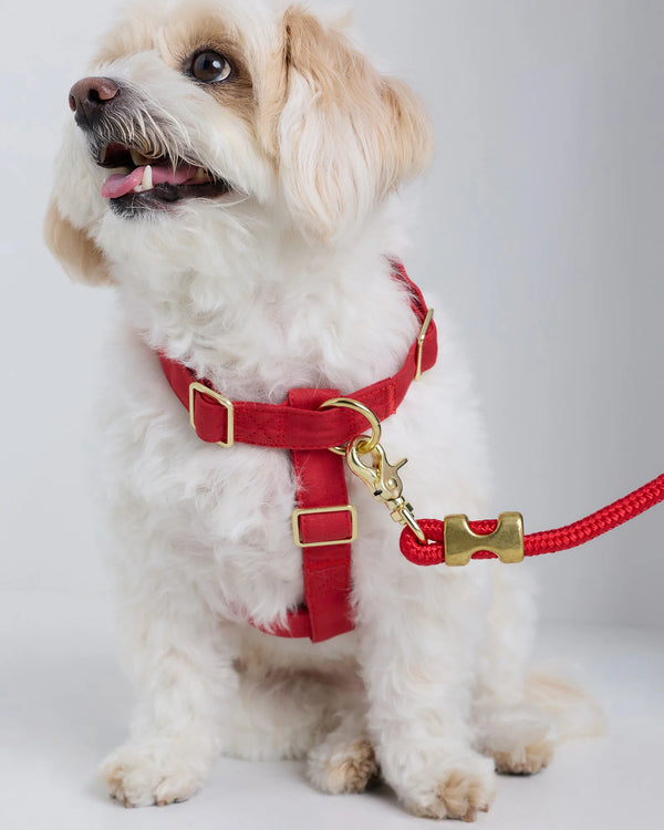 100% Cotton-Wrapped Nylon Dog Harness - XS / Navy