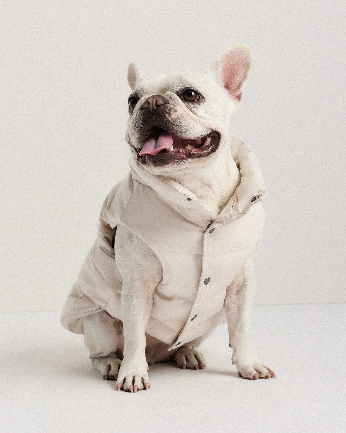 Waterproof Dog Puffer Jacket - XS / Off-White Main image