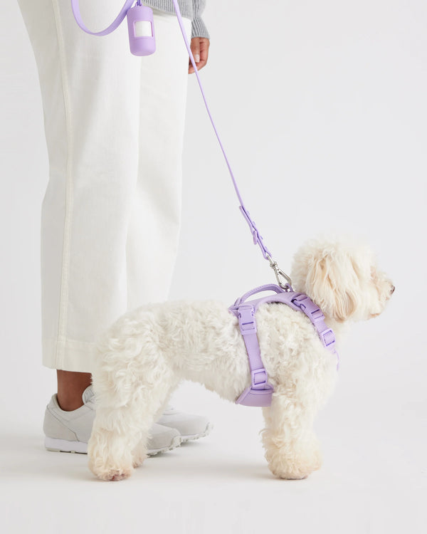 Dog Harness Walk Kit - XS / Black