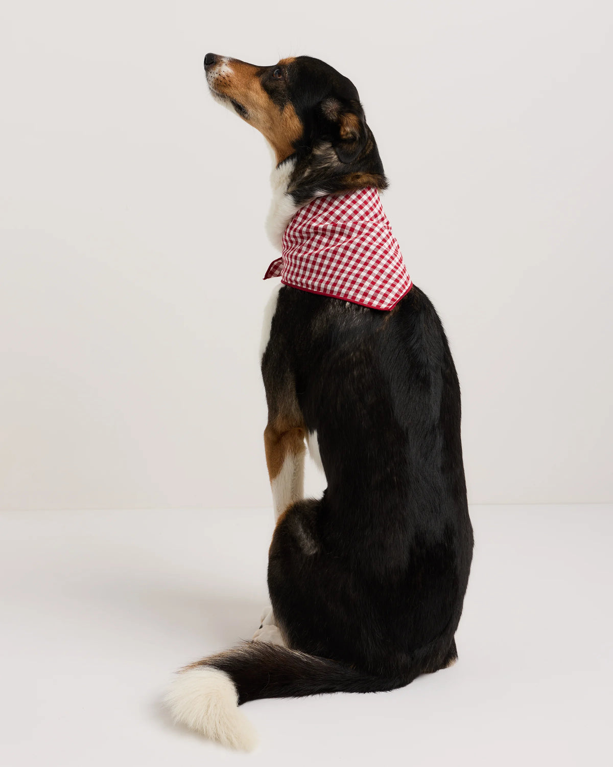 100% Cotton Pet Bandana (3-pack) - S / Navy/Red/Black Main image