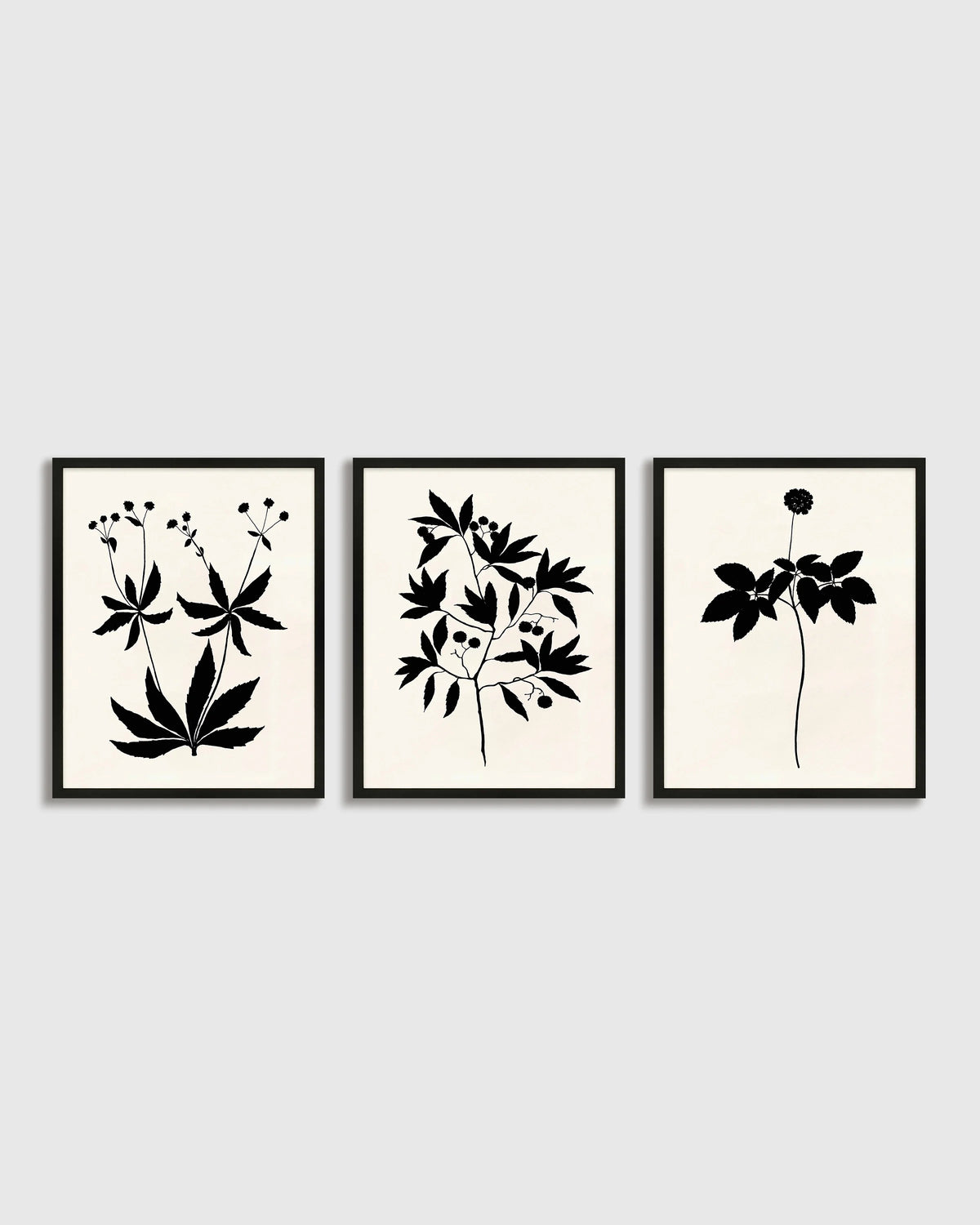 Botanical by Philippa Katz (Set of 3) - 17.25"x21.25" / Black Main image