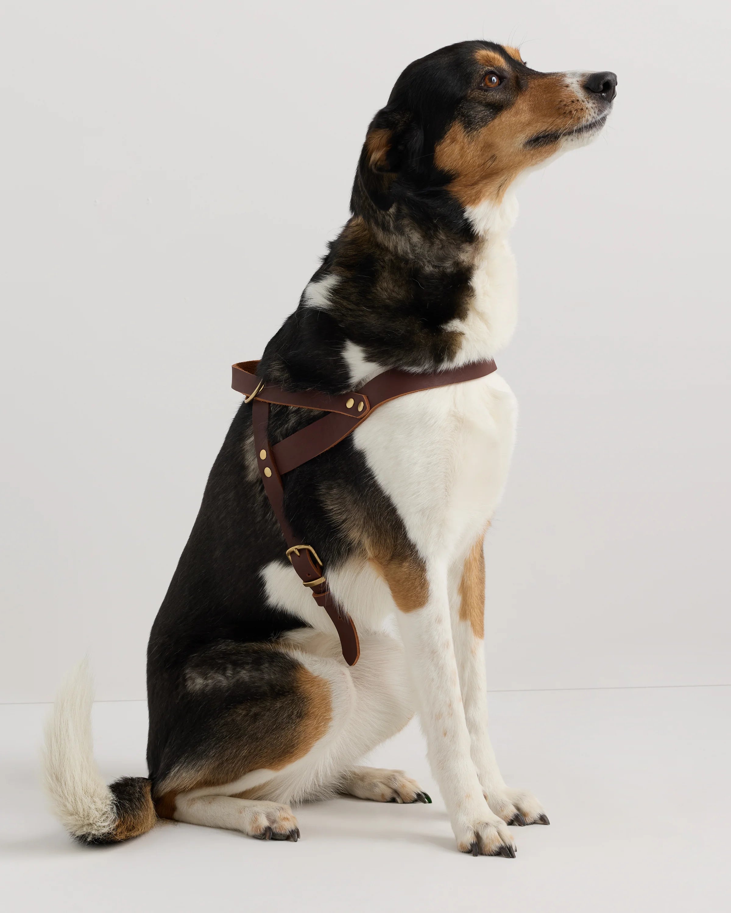 Italian Leather Dog Harness - XS / Brown Secondary image